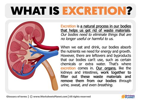 Excrete in Tagalog .